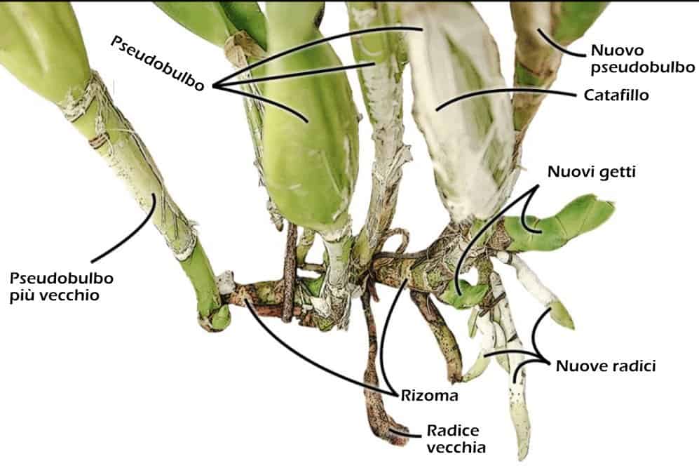 radici, rizomi e pseudobulbi dell'orchidea