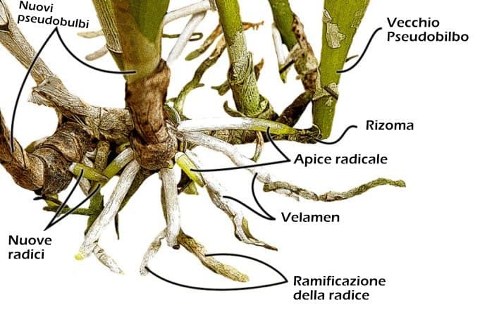 radici e rizomi d'orchidea simpodiale