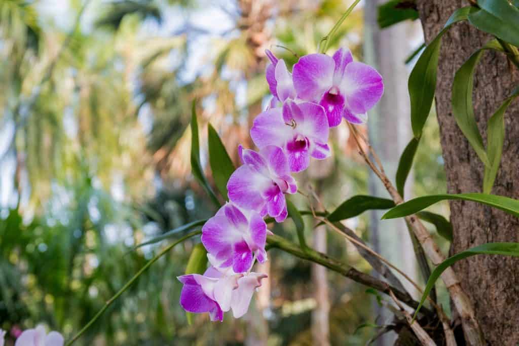 orchidee epifite dendrobium Phalaenopsis