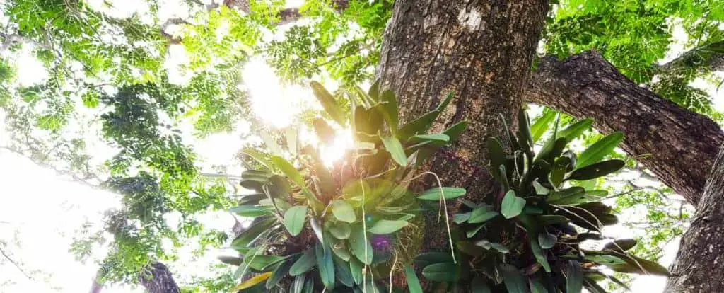 orchidee aggrappate alla corteccia di un'albero
