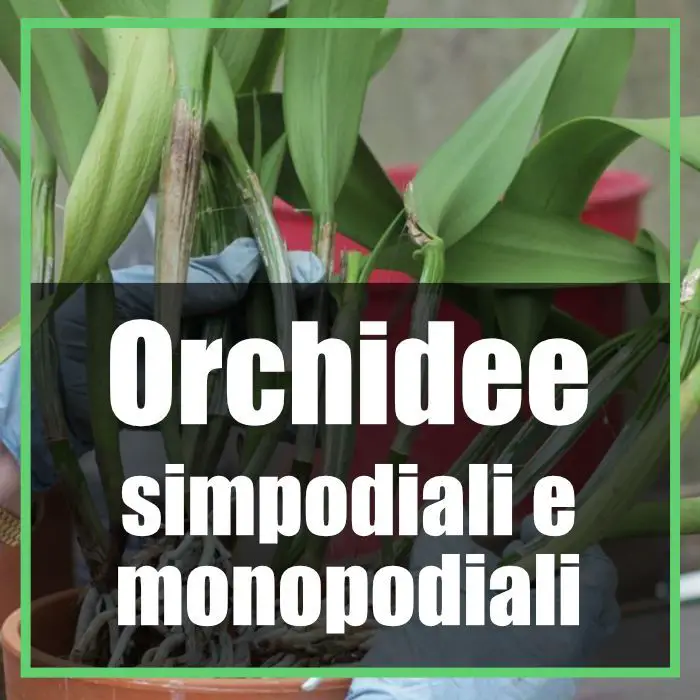 orchidee simpodiali e monopodiali