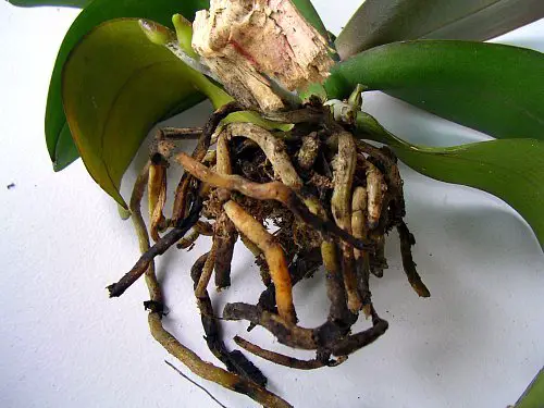 phalaenopsis con radici marce marroni scuro