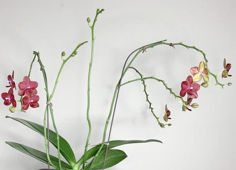 Phalaenopsis rifiorisce vecchi steli