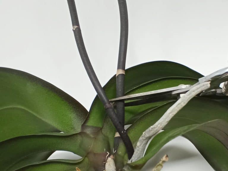 Potare orchidee - come fare