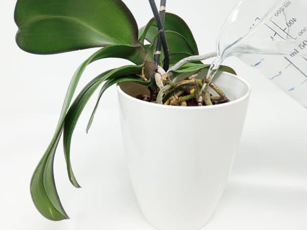 annaffiare le orchidee con coprivaso bianco
