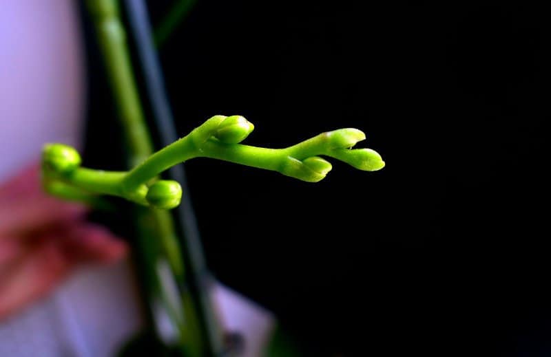 boccioli di phalaenopsis appena cresciuto