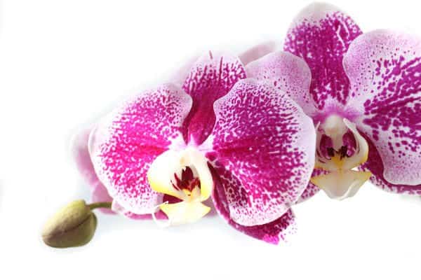 fiori phalaenopsis visti da vicino