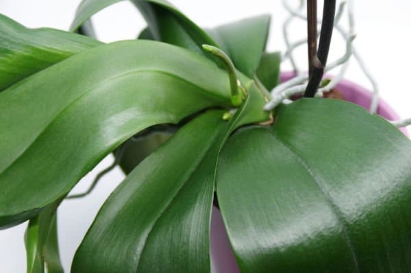 nuovo stelo floreale phalaenopsis