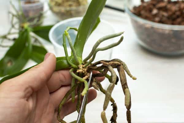 come potare le radici dell'orchidea
