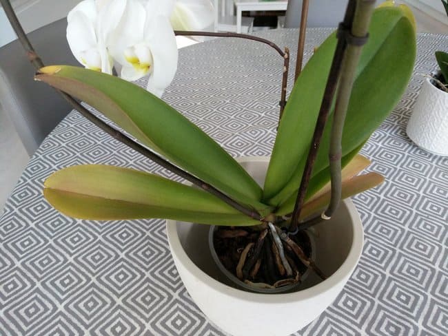 orchidea foglie gialle per troppa luce