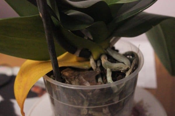 vecchia foglia gialla di phalaenopsis come curare