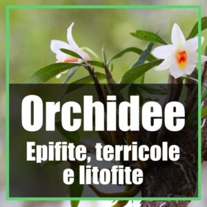 orchidee epifite terricole (terrestri) e litofite
