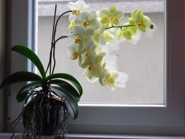 curare le orchidee porta ad avere piante sane e più fiori