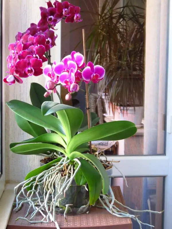 meravigliosa orchidea phalaenopsis