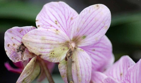 Botrite su fiore di Phalaenopsis