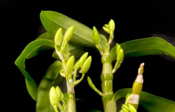 Dendrobium boccioli macro