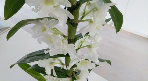 Dendrobium nobile bianco in fiore