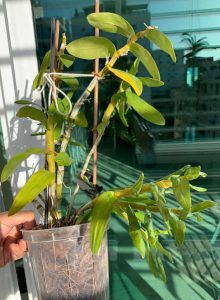 Orchidea Bamboo fase di riposo-2
