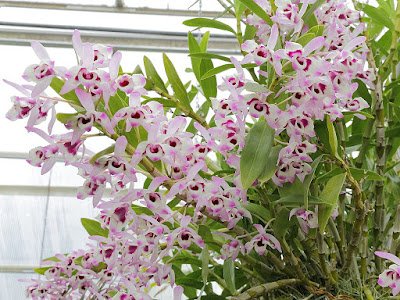 Orchidea dendrobium nobile in fiore
