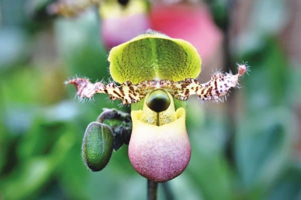 Paphiopedilum pinocchio fioritura progressiva