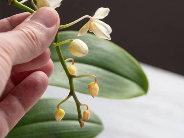 boccioli secchi che cadono orchidee