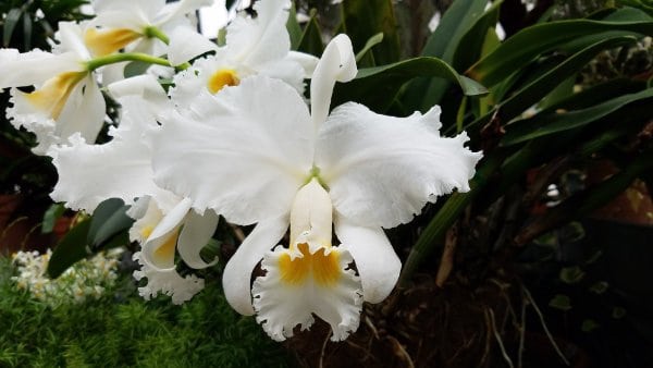 fiore bianco di orchidea regina cattleya