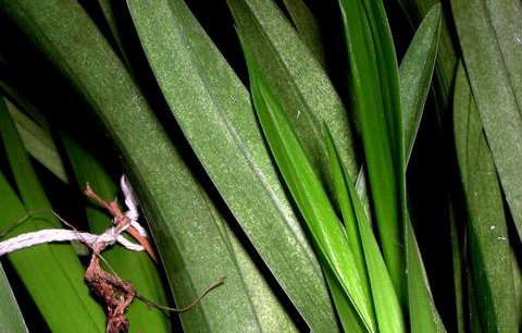 foglie di orchidea danneggiate da ragnetti rossi