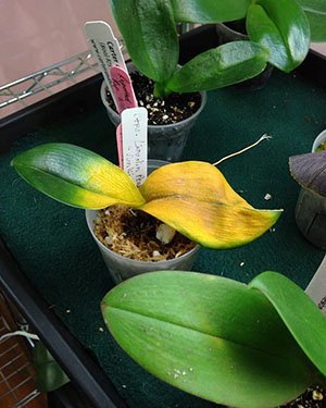 foglie gialle orchidea troppo fertilizzante o acqua troppo dura
