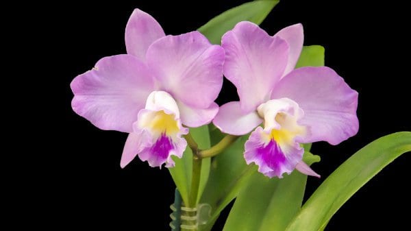 macro fiore orchidea