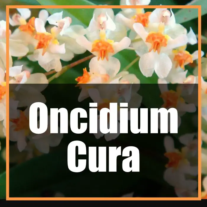 orchidea incidium cura e coltivazione