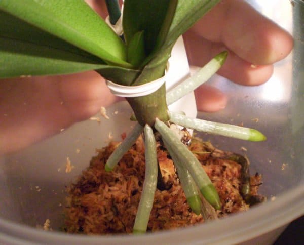 phalaenopsis senza radici come radicare