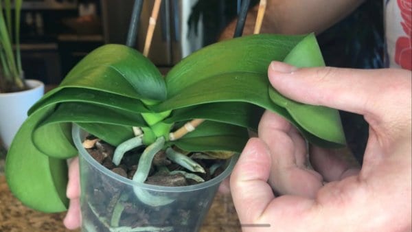 orchidea disidratata perde fiori e boccioli