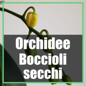 orchidee boccioli gialli e secchi