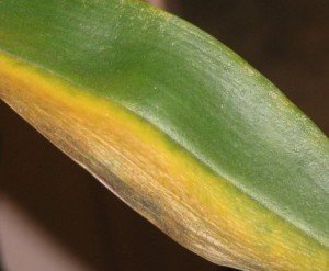 orchidea problemi fungini foglie gialle