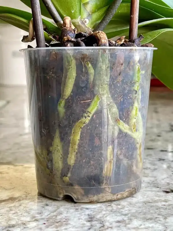 orchidea radici marce attraverso il vaso