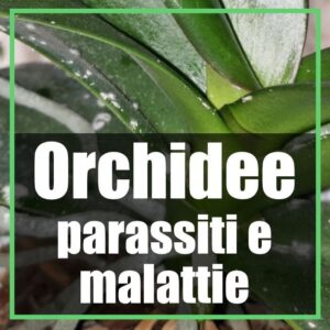 orchidee parassiti e malattie