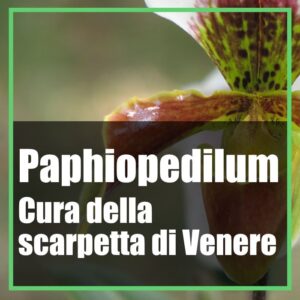 Scarpetta di venere Paphiopedilum cura