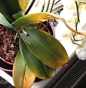 phalaenopsis troppo fertilizzante gialle