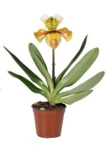 scarpetta di venere orchidea paphiopedilum
