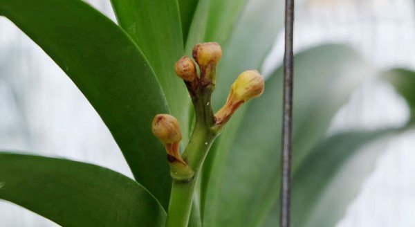 tripidi su boccioli di orchidea vanda