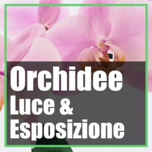 Orchidea luce, dove posizionare e come evitare bruciature