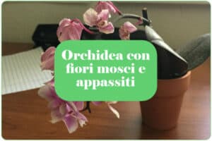orchidea con fiori mosci e appassiti perché e cosa fare