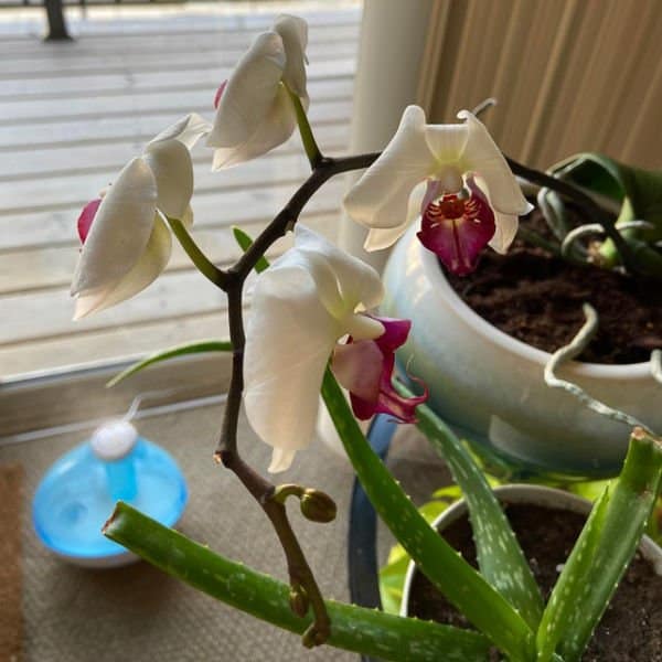 orchidea fiori mosci perché accare