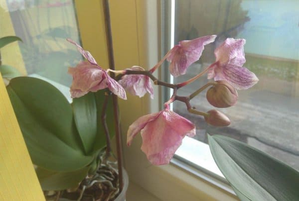 orchidea fiori raggrinziti prima del tempo