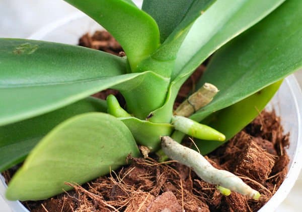 orchidea nuove radici ripresa vegetativa