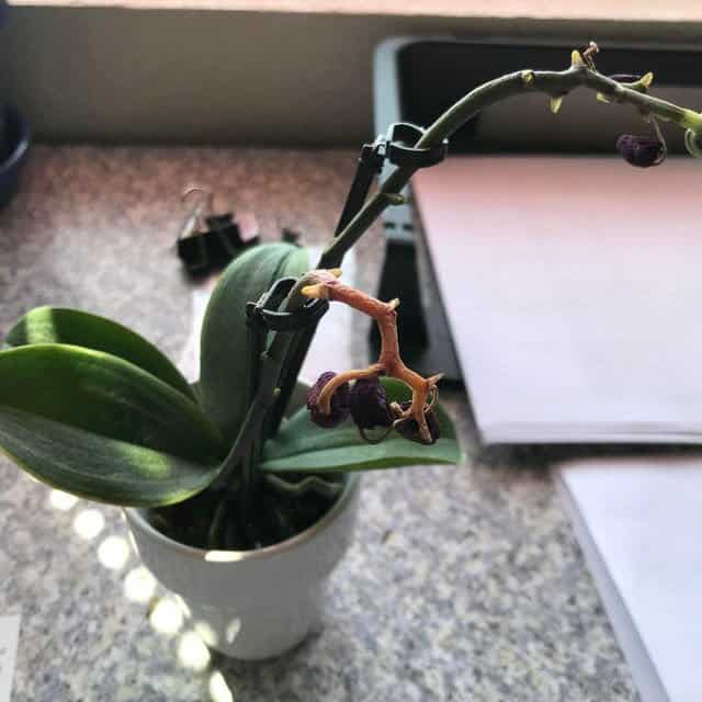 orchidea perde i fiori - fine fioritura