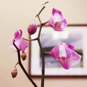 orchidea phalaenopsis avvizzita con fiori mosci
