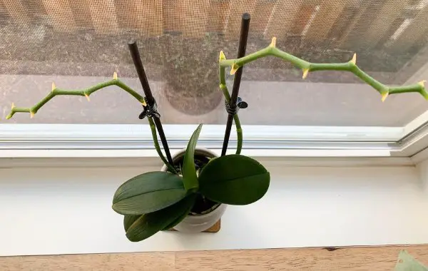 orchidea senza fiori sul davanzale