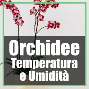 orchidee temperatura ideale umidità e ventilazione