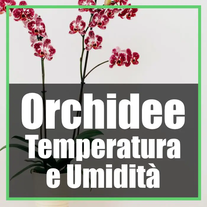 orchidee temperatura ideale umidità e ventilazione